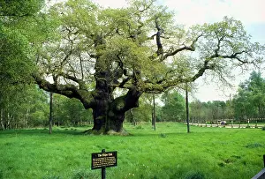 Named: Major Oak