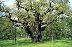 Named: Major Oak