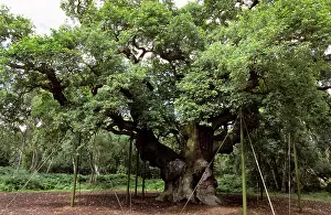 Props: Major Oak - with support props