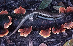 Lizards: MAJOR SKINK / Lizard