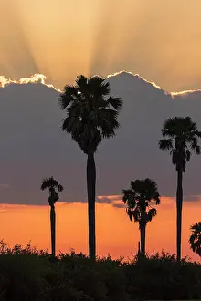Hyphaene: Makalani palm trees (Hyphaene pertersiana) at sunset