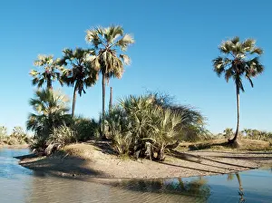 Hyphaene: Makalani Palm Trees and shallow pools (oshanas)