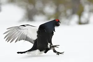 Swedish: Make way... Black grouse (Lyrurus tetrix)
