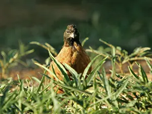 Buenos: Maked Bobwhite Quail