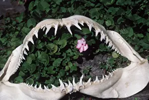 Jaws: MAKO SHARK - Jaw Skeleton