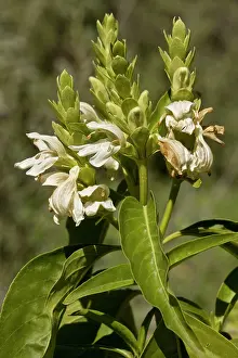 Malabar: Malabar Nut - in flower; from India and Nepal