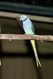 Malabar: Malabar Parakeet - Male