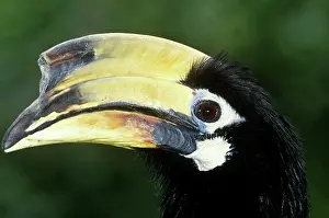 Malabar: Malabar Pied Hornbill