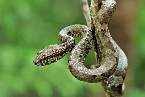 Malabar: Malabar Pit Viper / Rock Viper