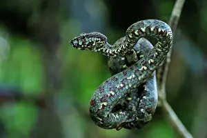 Malabar: Malabar Pit Viper / Rock Viper