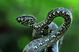 Malabar: Malabar Pit Viper / Rock Viper