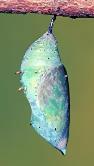 Transform: Malachite Butterfly