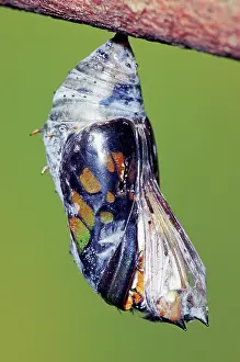 Transform: Malachite Butterfly