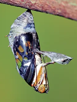 Transform: Malachite Butterfly