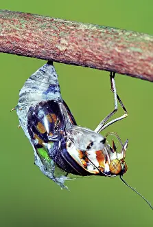 Transform: Malachite Butterfly