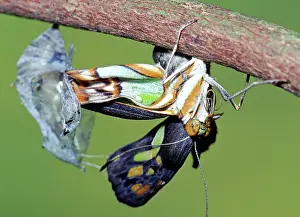 Transform: Malachite Butterfly