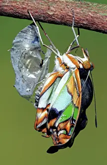Transform: Malachite Butterfly