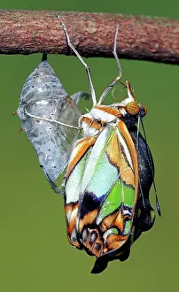 Transform: Malachite Butterfly