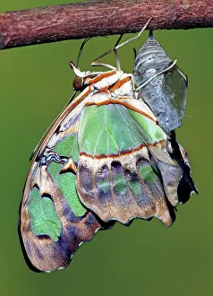 Transform: Malachite Butterfly