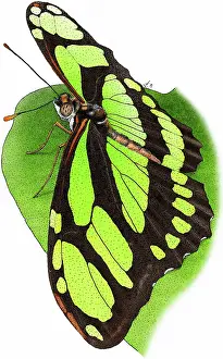 Siproeta: Malachite Butterfly