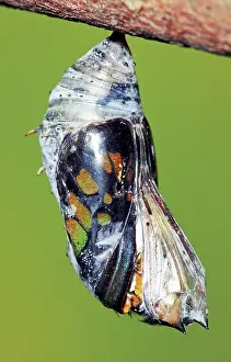 Emergent: Malachite Butterfly metamorphosis