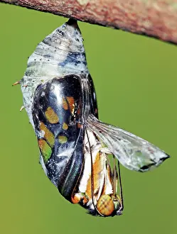 Emergent: Malachite Butterfly metamorphosis