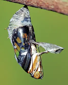 Emergent: Malachite Butterfly metamorphosis