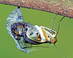 Emergent: Malachite Butterfly metamorphosis