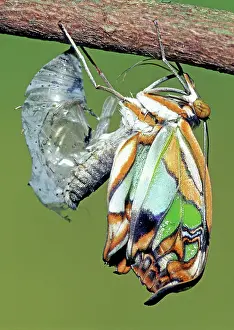 Emergent: Malachite Butterfly metamorphosis
