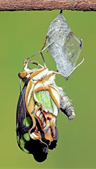 Emergent: Malachite Butterfly metamorphosis