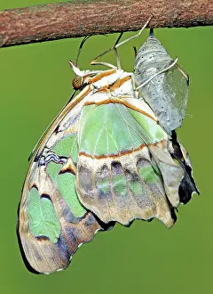 Emergent: Malachite Butterfly metamorphosis
