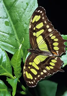 Siproeta: Malachite Butterfly (Siproeta stelenes)