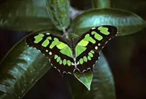 051218: Malachite Butterfly (Siproeta stelenes biplagiata)