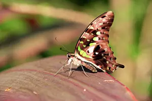 Siproeta: Malachite Butterfly (siproeta stelenes), imago