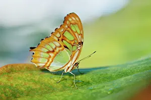 Siproeta: Malachite butterfly (Siproeta stelenes) sitting