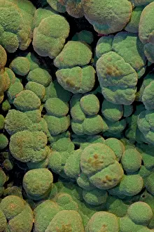 Malachite: Malachite Close-up