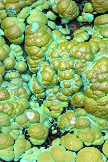 Minerals: Malachite, Democratic Republic of Congo, copper