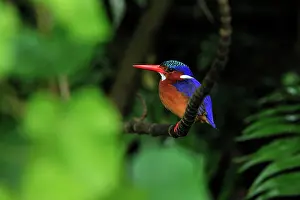 Malachite: Malachite Kingfisher