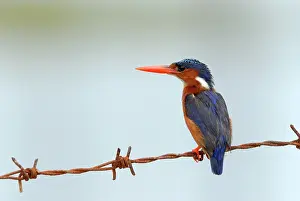Barb: Malachite Kingfisher
