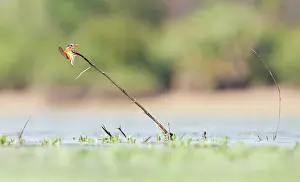 Malachite: Malachite Kingfisher