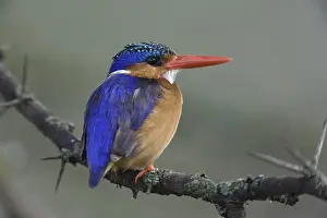 Malachite: Malachite Kingfisher
