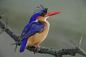 Malachite: Malachite Kingfisher