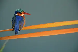 Malachite: Malachite Kingfisher