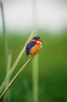 Cristata: Malachite Kingfisher