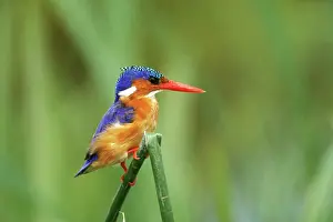 Cristata: Malachite Kingfisher