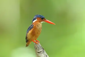 Riverine: Malachite Kingfisher