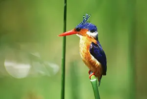Cristata: Malachite Kingfisher