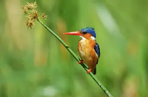 Cristata: Malachite Kingfisher