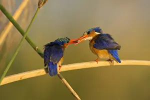 Malachite: Malachite Kingfisher - breeding pair, food pass