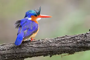 Crests: Malachite Kingfisher (Corythornis cristatus), adult